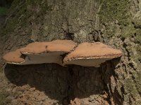 Ganoderma lipsiense 13, Platte tonderzwam, Saxifraga-Willem van Kruijsbergen
