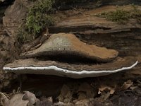 Ganoderma lipsiense 14, Platte tonderzwam, Saxifraga-Willem van Kruijsbergen