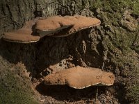 Ganoderma lipsiense 15, Platte tonderzwam, Saxifraga-Willem van Kruijsbergen