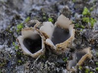 Geopora arenicola 5, Zandputje, Saxifraga-Luuk Vermeer