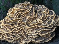 Grifola frondosa, Hen of the Woods