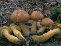 Gymnopilus junonius, Spectacular Rustgill