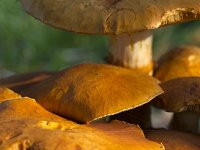 Laughing Gym mushrooms  Gymnopilus junonius, syn. Gymnopilus spectabilis : autumn, autumnal, fall, fungi, fungus, growth, Gymnolpilis, Gymnopilus junonius, Laughing Gym, mushroom, mushrooms, natural, nature