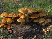 Laughing Gym mushrooms  Laughing Gym mushrooms (Gymnopilus junonius, syn. Gymnopilus spectabilis) : autumn, autumnal, fall, fungi, fungus, growth, Gymnolpilis, Gymnopilus junonius, Laughing Gym, mushroom, mushrooms, natural, nature
