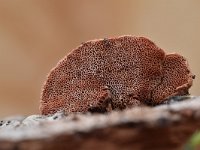 Hapalopilus rutilans 1, Kussenvormige houtzwam, Saxifraga-Luuk Vermeer
