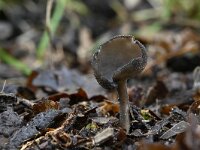 Helvella macropus 11, Schotelkluifzwam, Saxifraga-Luuk Vermeer