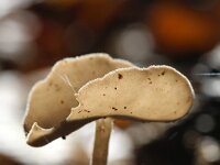 Helvella macropus 13, Schotelkluifzwam, Saxifraga-Foto Fitis-Sytske Dijksen