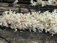 Hericium coralloides 11, Kammetjesstekelzwam, Saxifraga-Luuk Vermeer