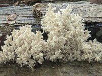Hericium coralloides 12, Kammetjesstekelzwam, Saxifraga-Luuk Vermeer