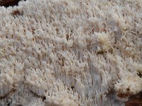 Hericium coralloides 13, Kammetjesstekelzwam, Saxifraga-Luuk Vermeer