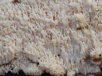 Hericium coralloides 15, Kammetjesstekelzwam, Saxifraga-Luuk Vermeer