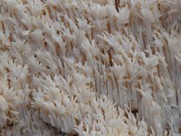 Hericium coralloides 16, Kammetjesstekelzwam, Saxifraga-Luuk Vermeer