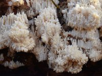 Hericium coralloides 18, Kammetjesstekelzwam, Saxifraga-Luuk Vermeer
