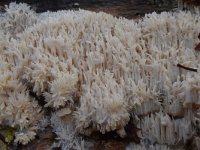 Hericium coralloides 19, Kammetjesstekelzwam, Saxifraga-Luuk Vermeer