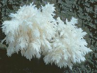 Hericium coralloides 2, Kammetjesstekelzwam, Saxifraga-Jan de Laat