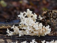 Hericium coralloides 20, Kammetjesstekelzwam, Saxifraga-Luuk Vermeer