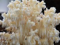 Hericium coralloides 21, Kammetjesstekelzwam, Saxifraga-Luuk Vermeer