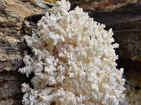 Hericium coralloides 22, Kammetjesstekelzwam, Saxifraga-Luuk Vermeer