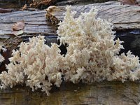 Hericium coralloides 23, Kammetjesstekelzwam, Saxifraga-Luuk Vermeer