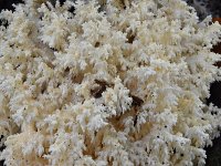 Hericium coralloides 25, Kammetjesstekelzwam, Saxifraga-Luuk Vermeer