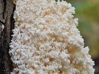 Hericium coralloides 28, Kammetjesstekelzwam, Saxifraga-Luuk Vermeer