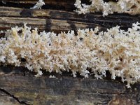Hericium coralloides 29, Kammetjesstekelzwam, Saxifraga-Luuk Vermeer