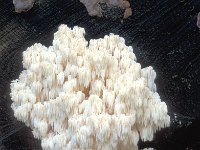 Hericium coralloides 3, Kammetjesstekelzwam, Saxifraga-Jan de Laat