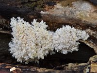 Hericium coralloides 30, Kammetjesstekelzwam, Saxifraga-Luuk Vermeer