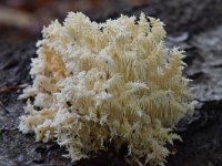 Hericium coralloides 32, Kammetjesstekelzwam, Saxifraga-Luuk Vermeer