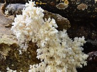 Hericium coralloides 33, Kammetjesstekelzwam, Saxifraga-Luuk Vermeer
