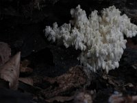 Hericium coralloides 4, Kammetjesstekelzwam, Saxifraga-Jan Nijendijk