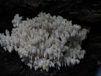 Hericium coralloides 5, Kammetjesstekelzwam, Saxifraga-Jan Nijendijk