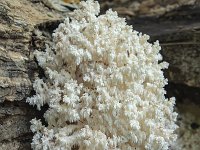 Hericium coralloides 8, Kammetjesstekelzwam, Saxifraga-Luuk Vermeer