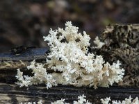 Hericium coralloides 9, Kammetjesstekelzwam, Saxifraga-Luuk Vermeer