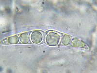 Herpotrichia herpotrichoides 2, Micro, Saxifraga-Lucien Rommelaars