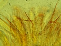 Hyaloscypha albohyalina f albohyalina 1, Wit waterkelkje, Micro, Saxifraga-Lucien Rommelaars