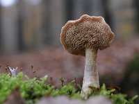 Hydnum rufescens 9, Rossige stekelzwam, Saxifraga-Luuk Vermeer