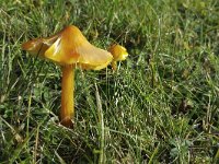 Puntmutswasplaat  Bright yellow waxcap mushroom; Hygrocybe persistens : autumn, autumnal, fall, fungi, fungus, growth, mushrooms, natural, nature, Hygrocybe persistens, waxcap