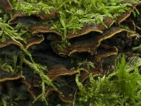 Hymenochaete rubiginosa 1, Roestkleurige borstelzwam, Saxifraga-Willem van Kruijsbergen