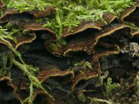 Hymenochaete rubiginosa 2, Roestkleurige borstelzwam, Saxifraga-Willem van Kruijsbergen