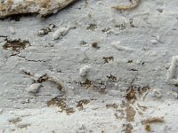 Hyphoderma argillaceum 1, Fijnharig harskorstje, Saxifraga-Lucien Rommelaars