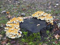Sulphur Tuft mushrooms (Hypholoma fasciculare) on dead stump  Sulphur Tuft mushrooms (Hypholoma fasciculare) on dead stump : Sulphur Tuft, mushrooms, Hypholoma fasciculare, dead, stump, fungus, fungi, stub, many, nature, natural, growth, autumn, fall