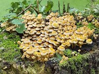 Sulphur Tuft mushrooms (Hypholoma fasciculare) on dead tree stump  Sulphur Tuft mushrooms (Hypholoma fasciculare) on dead tree stump : Sulphur Tuft, mushrooms, Hypholoma fasciculare, mushroom, dead, stump, tree stump, fungus, fungi, stub, many, nature, natural, growth, autumn, fall, autumnal, cap, caps, stem, stems, yellow, outside, outdoors, nobody, no people, netherlands, europe