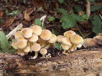 Sulphur Tuft, mushroom  Hypholoma fasciculare : autumnal, fungi, fungus, Hypholoma fasciculare, mushroom, mushrooms, naturalautumn, nature, suphur tuft