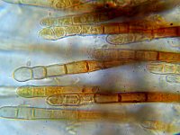 Lasiobelonium nidulum 3, Gladharig franjekelkje,  Micro, Saxifraga-Lucien Rommelaars