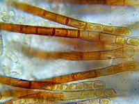 Lasiobelonium nidulum 4, Gladharig franjekelkje,  Micro, Saxifraga-Lucien Rommelaars