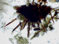 Lasiosphaeria canescens 1, Bruingrijs ruigkogeltje,  Micro, Saxifraga-Lucien Rommelaars