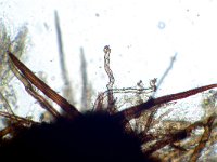 Lasiosphaeria canescens 3, Bruingrijs ruigkogeltje,  Micro, Saxifraga-Lucien Rommelaars