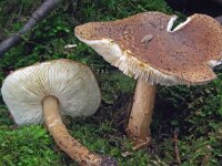 Lepiota perplexa