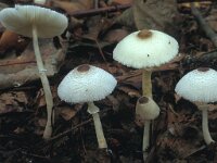 Leucocoprinus brebissonii 1, Spikkelplooiparasol, Saxifraga-Jan van der Straten